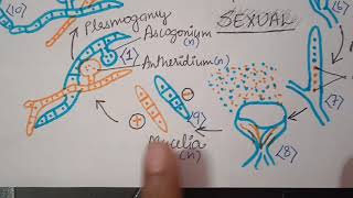 Asexual and Sexual Reproduction in Ascomycetes ch2 ClassXI [upl. by Eziechiele]