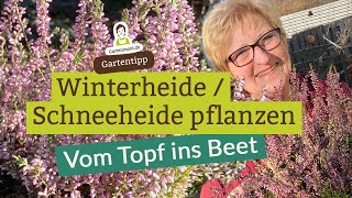 Vom Topf ins Beet Winterheide umpflanzen  Aus der winterlichen BlumenschalenDeko in den Garten [upl. by Ymaj]