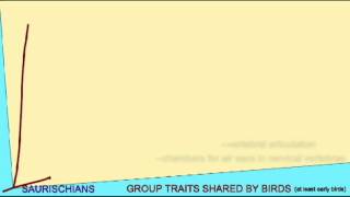 BIRD EVOLUTION CLADOGRAM THEROPODS [upl. by Esmerolda]