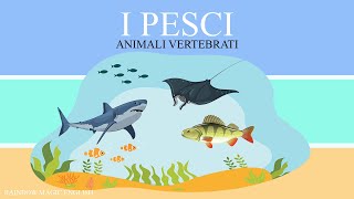 I pesci  Animali Vertebrati [upl. by Tyrus]