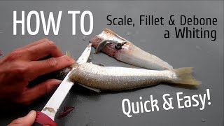 HOW TO Scale Fillet and Debone a Whiting [upl. by Niko]