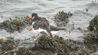 Eurasian Oystercatcher Haematopus ostralegus Rozenburg ZH the Netherlands 10 Nov 2024 22 [upl. by Wehrle]