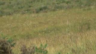 Scottish deer stalkingBig buck with the 243 at 180 yardsMy Video [upl. by Ahders699]