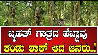 Big Python ನೋಡ ನೋಡುತ್ತಿದ್ದಂತೆ ಮರವೇರಿದ ಬೃಹತ್ ಗಾತ್ರದ ಹೆಬ್ಬಾವು Snake BigPython hdkote [upl. by Haikezeh]