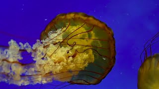 Phylum Cnidaria Part 3 Classes Scyphozoa and Staurozoa [upl. by Aldarcy]