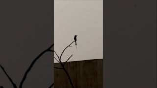 bee eater shortsfeed birds birdspotting nature birdwatch wildlife wildlifebirding [upl. by Helaina]