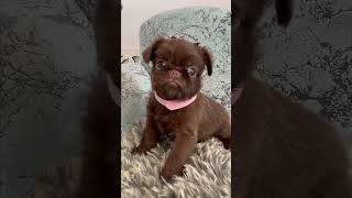 The little puppy of Brussels griffon sings shortsbrusselsgriffongriffonspuppylifegriffonpuppy [upl. by Aicelav596]