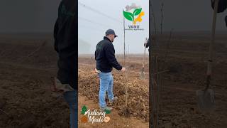 Avellanosmaule desde el inicio apoyando de cerca este proyecto de plantación de avellano europeo [upl. by Win]