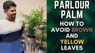 Parlour Palm  Tips To Avoid Brown and Yellow Leaves  M and MM Plants [upl. by Annairb]