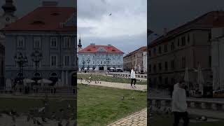 Chasing pidgins romania travel [upl. by Eico607]