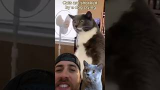 Cat shocked during dog getting nails clipped  highheatrichie reacts with commentary [upl. by Bronwyn]