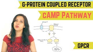 cAMP PATHWAY  GPROTEIN COUPLED RECEPTOR GPCR [upl. by Brennen241]