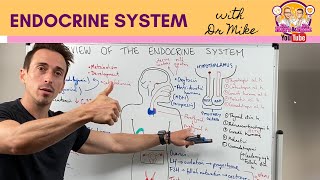 Overview of the Endocrine System [upl. by Eentirb]