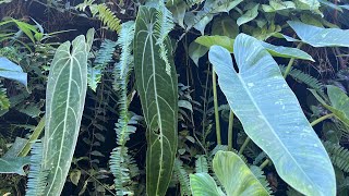 Queen Anthurium Warocqueanum and garden update [upl. by Ailaro]