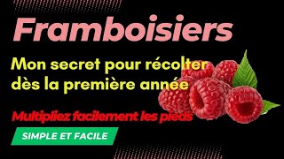 Comment récolter des framboises la première année de plantation jusquen automne [upl. by Lehcir]