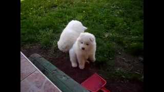 Sibirski samojed [upl. by Lalaj805]