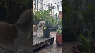 The wind rises dog gardening charlotteslaputa plants [upl. by Suoilenroc]