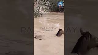 🐎 El increíble rescate de un caballo en Cártama Málaga en plena inundación noticias [upl. by Yhtorod]