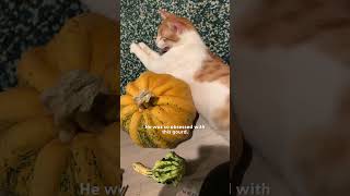 Cat Is Obsessed With Pumpkin  The Dodo [upl. by Ahsinelg]