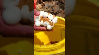 Snake egg hatching 😱🐍 ytshorts [upl. by Uhayile]