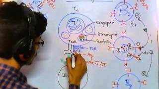 Cytotoxic T cells [upl. by Hoppe]