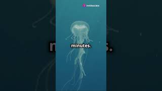 Ocean’s Most Dangerous Predator The Deadly Box Jellyfish shorts facts jellyfish [upl. by Ettenoj]