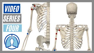 Upper Extremity Video Series Four Action Origin Insertion Innervation [upl. by Thirzi]