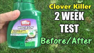 Ortho Clover Killer 2 WEEK TEST  Before  After with Daily Results [upl. by Ultun]