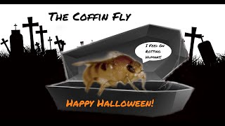 The Coffin Fly An Informative Video About This Macabre Insect [upl. by Eiuqnimod]