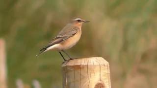 Wheatear on Swansea Beach  07092016 [upl. by Enelak]