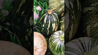 ORGANIC SQUASHES FROM THE JAMAICAN BACKYARD GARDEN gardening harvest growyourownfood butternut [upl. by Cavill]