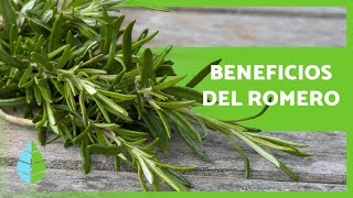 ¿Para qué sirve el ROMERO 🌿 Propiedades y BENEFICIOS 💚 [upl. by Itsirhc]