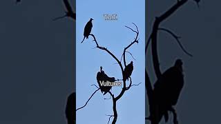 Vultures sighting in Africa shorts wildlife [upl. by Neslund]