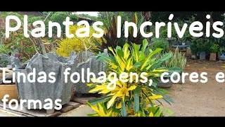 8° Tour de folhagens cores formas e tons PlantasEmCasa [upl. by Enra]