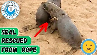 Seal Rescued From Rope [upl. by Ahcsat]