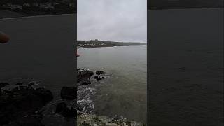 Seals  Coverack sealife cornwall [upl. by Alleynad]