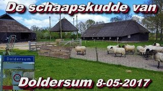 De schaapskudde van Doldersum 08 05 2017 [upl. by Pradeep]