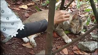 Pampering a stray cat combing for fleas and making her relaxed 🐈🤗 [upl. by Graybill474]