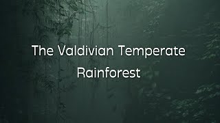 The Valdivian Temperate Rainforest [upl. by Liam873]