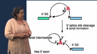 Splicing Mechanism  Melissa Moore U MassHHMI [upl. by Teleya]