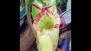 Cây nắp ấm Nepenthes thorelii x truncata squat  Asian Pitcher Plant  CPs Channel [upl. by Clarice]