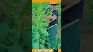 The Process Of Cutting The Leaves Of Papaya Plant [upl. by Jacinda]