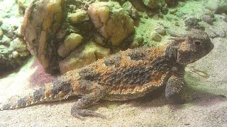 Desert Horned Lizard Phrynosoma platyrhinos FEEDING [upl. by Bibeau]