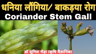 धनिया में बकड़िया लौंगिया रोग की रोकथाम। माहू कंट्रोल Coriander Stem Gall Control drsunilbhaira [upl. by Odlanyer]