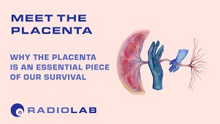 Meet the Placenta  Radiolab Podcast [upl. by Kwei194]