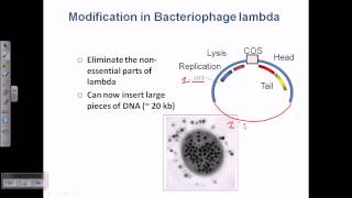 Cloning vector lamda phage vector [upl. by Syck375]