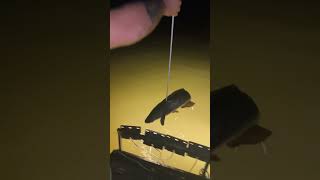 Bowfishing Snakeheads howtocatchbigsnakehead bowandarrow bowfishing baylife [upl. by Grevera]