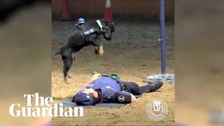 Police dog attempts CPR on his handler [upl. by Alper]