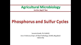 Phosphorus and sulfur cycles  PSB  Mineralization amp Immobilization [upl. by Annoid]