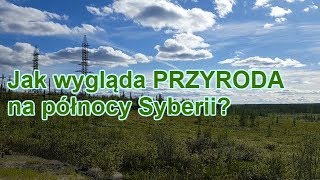 Jak wygląda przyroda na północy Syberii [upl. by Ralli]